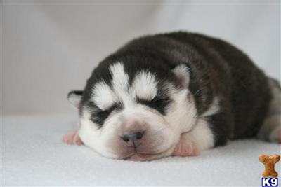 Siberian Husky Puppies for Sale